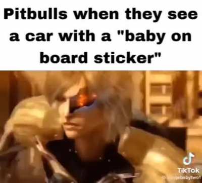 Moldy pitbull