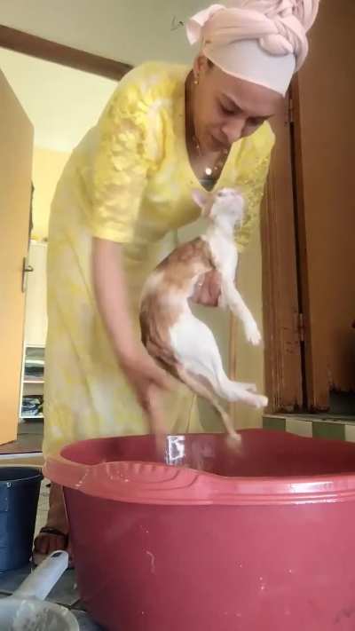 She really wrung out the cat like a wet towel 😭