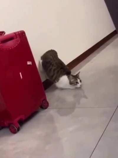 he ready, he go, he atack.