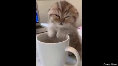 Let him get his morning coffee before arresting him