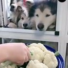 Dogs snacking on vegetables