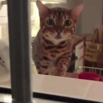 CatCP-173