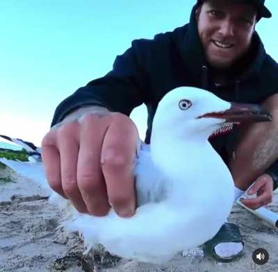 Seagull doesn’t want to be saved