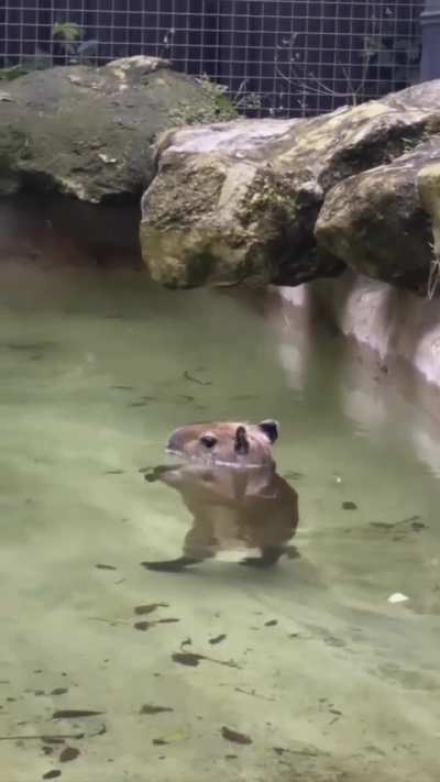 Have you ever seen capybaras walking underwater?