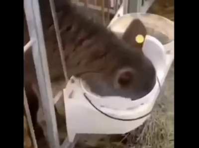 😋🥛