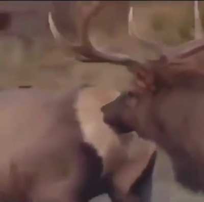 Oh deer…