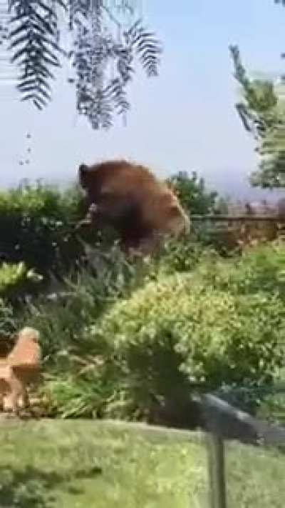 Dogs find garden pest