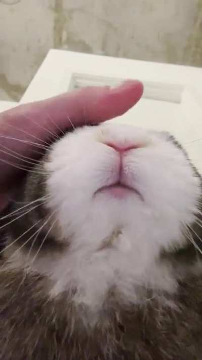 Bunny purring! My Blueberry was grinding her teeth a lot tonight.