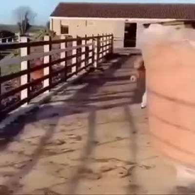 Poor pony
