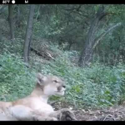 This is how a puma sounds