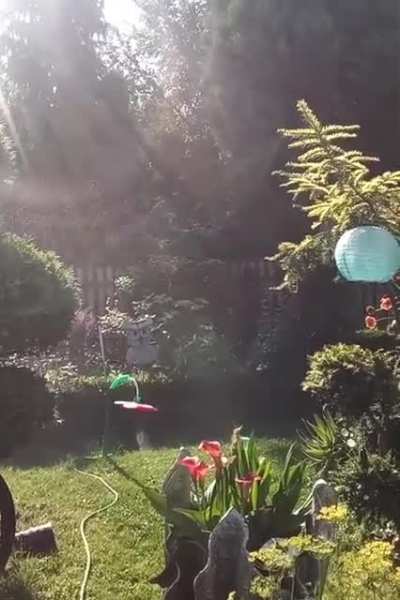 Interesting watering machine