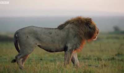 Lion comes to his brother's help who was surrounded by a clan of hyenas and help him to defeat them. A true brotherhood.