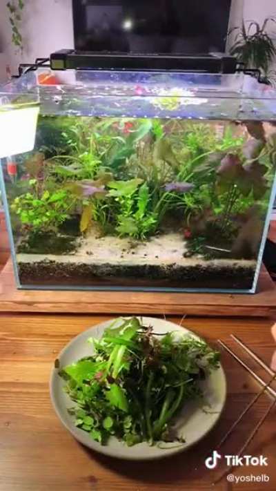 Forbidden Salad