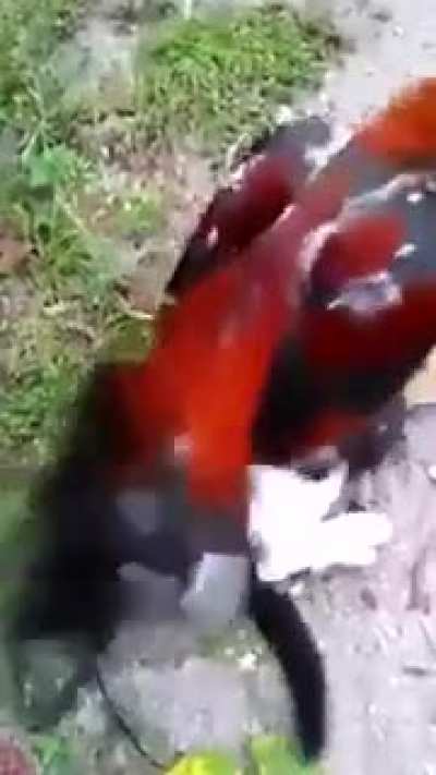Cock vs Pussy