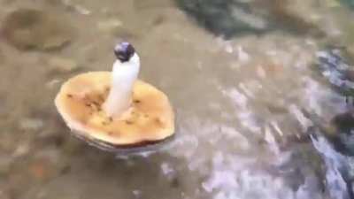snail boat