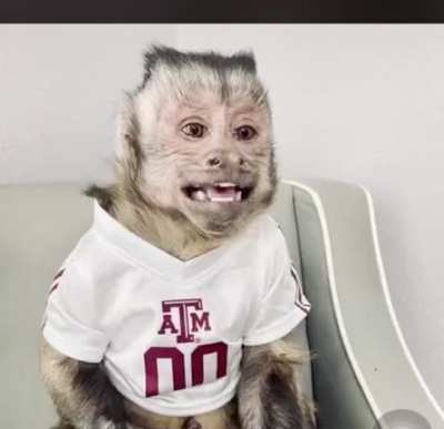 ¿Monkey? Ye.. ❤️Monkey❤️