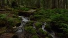 You deserve a 5 minute nature break. Turn up the volume, click full screen, click play, watch, listen, and breathe slowly.....in, out, in, out...(hundreds of full length nature videos at https://relaxscenes.com) #covidquarantine #nature #relaxing #takeabr