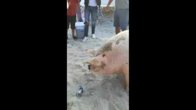 Beachgoers Give Beer To a Pig, And It Starts Knocking Them Back.