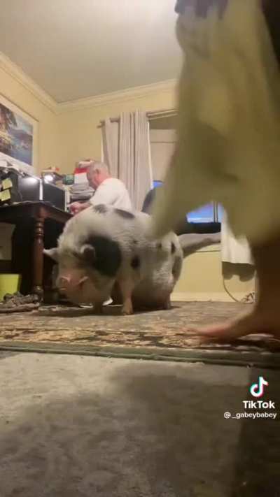 Hog