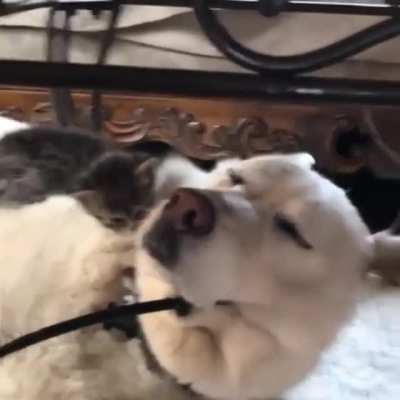 How soft it is!