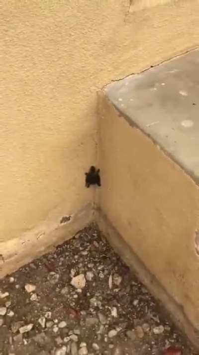 Spider tortoise