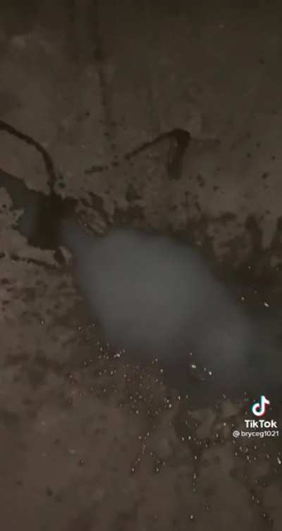 Oompa after the wax video