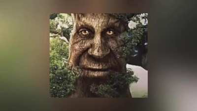 wise mystical tree theme