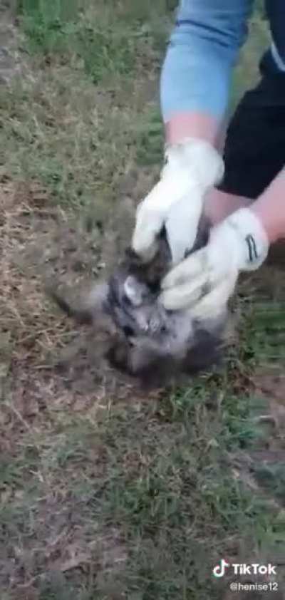 Cute Racoon