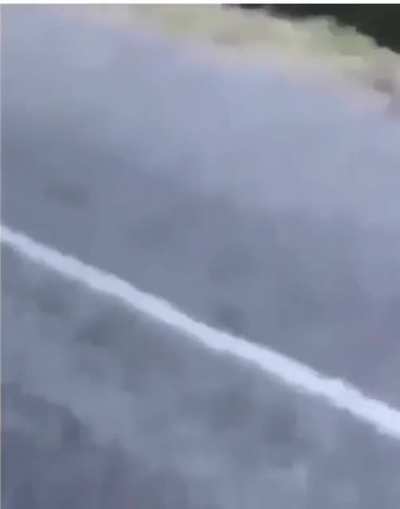 This man throws a alligator into the lake