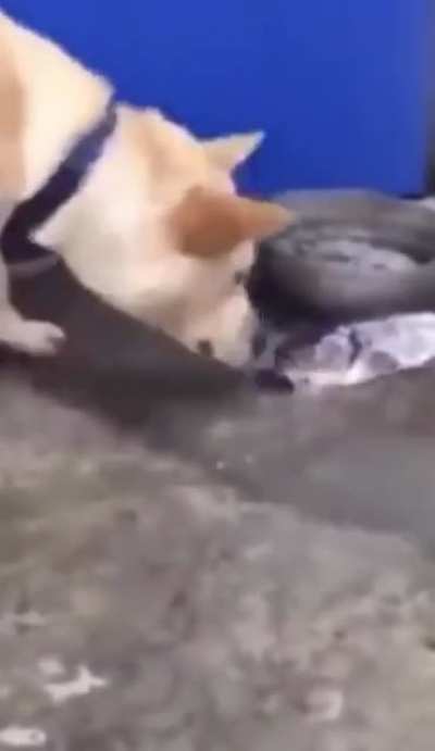 Dog trying to save fishes 🐶🐟