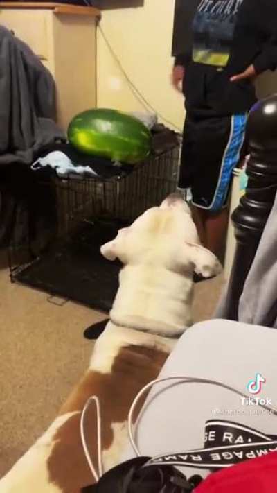 Big green intruder
