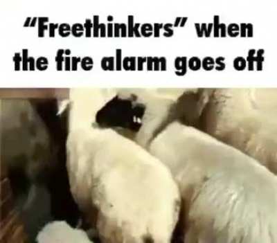 Idiots
