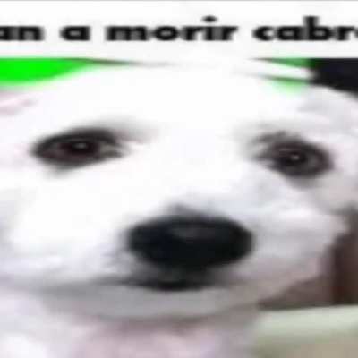 curli