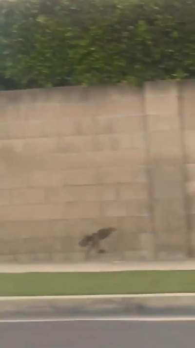 Rat almost makes it over a wall. Almost.