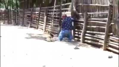 Enano contra un gallo.