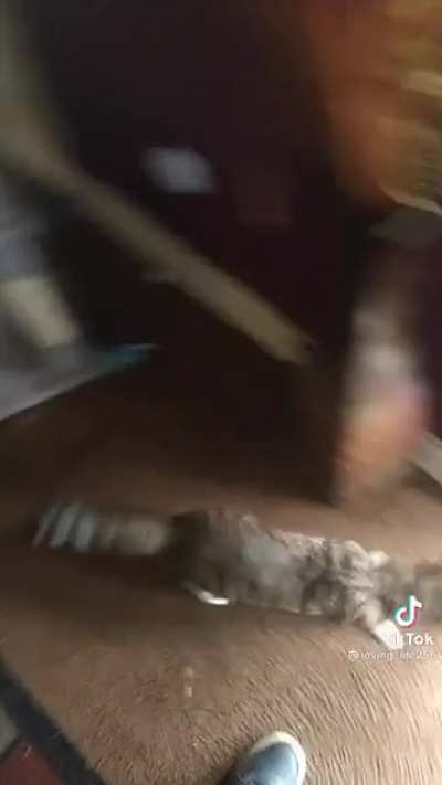 She came for kitten support