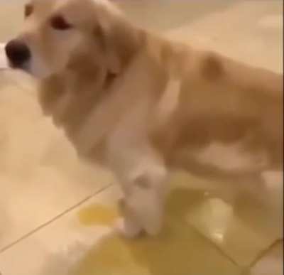 piss dog