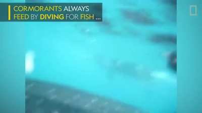 Watch a cormorant dive for fish—and pluck a remora off the side of a whale shark