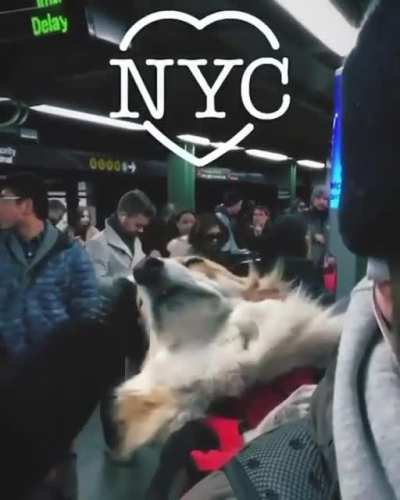 Cute travel buddy