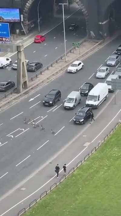 Kind drivers stopping to let duck family cross the road