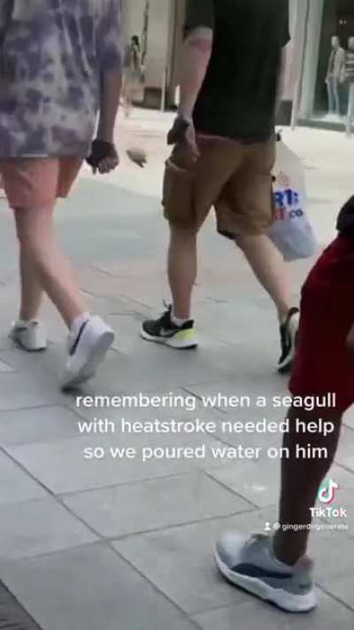 seagull got hit with the bamboozle