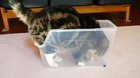 Maru