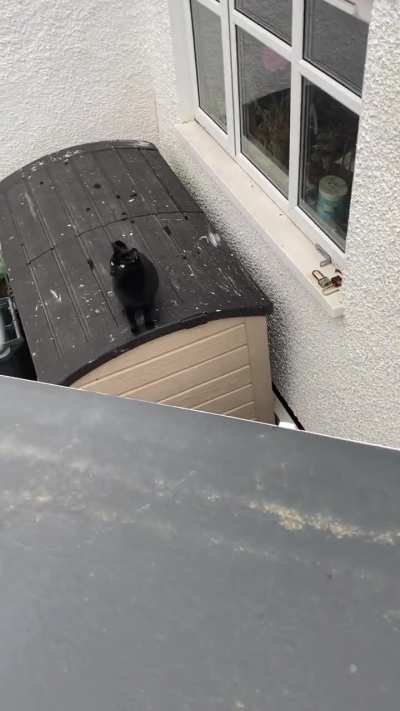Super Cat