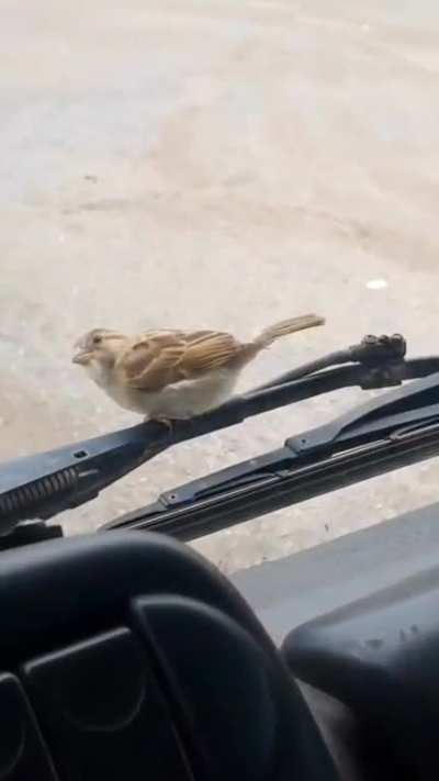 Trucker has all his comforts. He is also a Disney princess