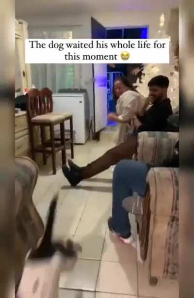 Dog having the best Christmas Ever!!!