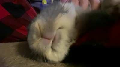 Sleepy mouf 😴
