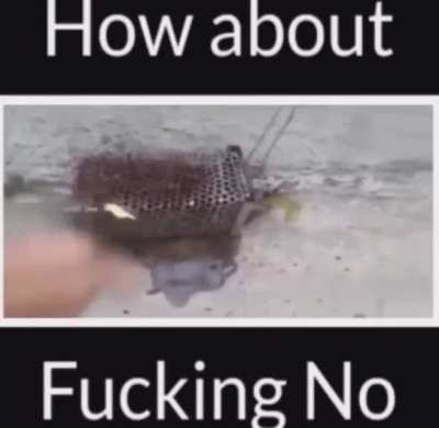 Screw the rat