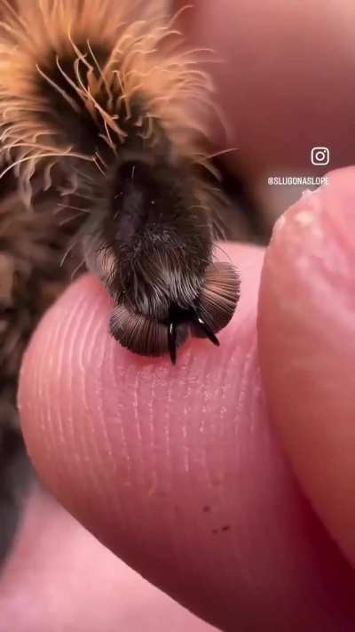 Tarantulas have 2–3 retractable tarsal claws at the tip of each foot — they extend when she grips rough surfaces and tuck back into the fluffy scopulae at rest.