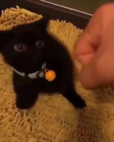 It's play time 🐾nyaa!