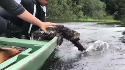 Sloth enjoying the boat ride